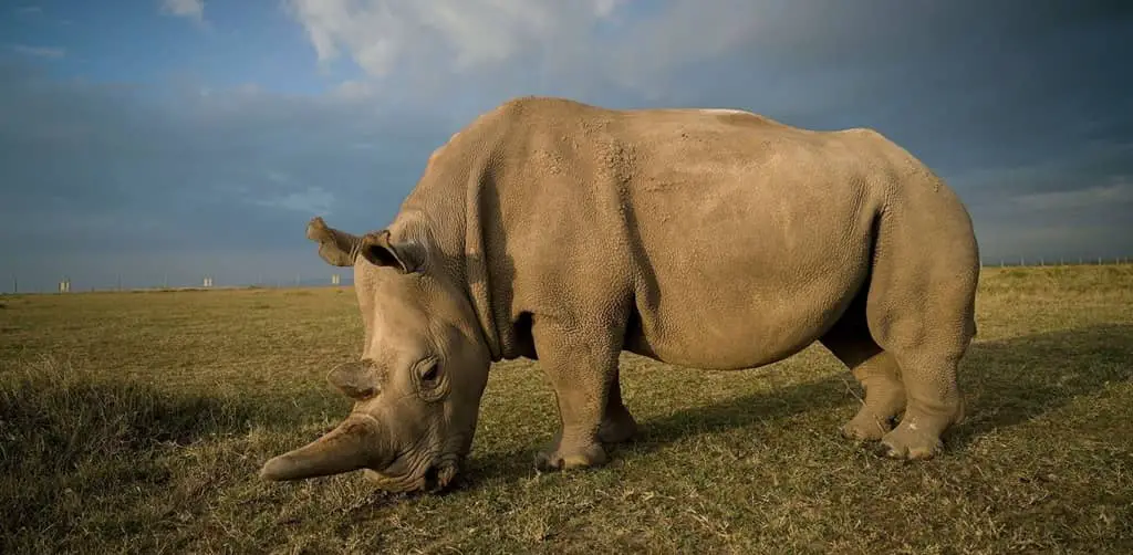 rinoceronte - reserva africana de sigean